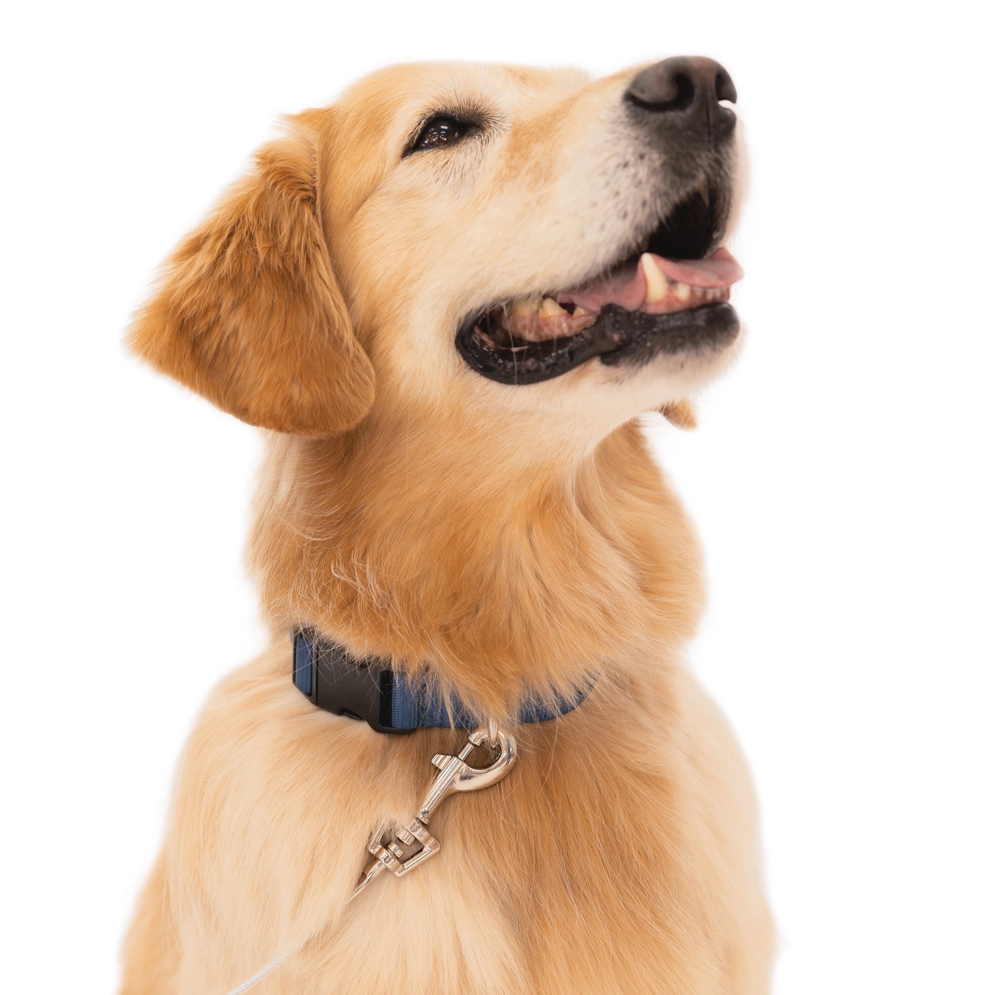 The Carlson Large Dog Tie-Out Cable is a 30-foot, steel wire cable designed for dogs up to 150 pounds, offering a safe outdoor containment solution. Ideal for homes without a fenced yard or for travel, it includes secure collar/harness and spring cage clasps for added safety. Paired with Carlson stakes for easy installation.