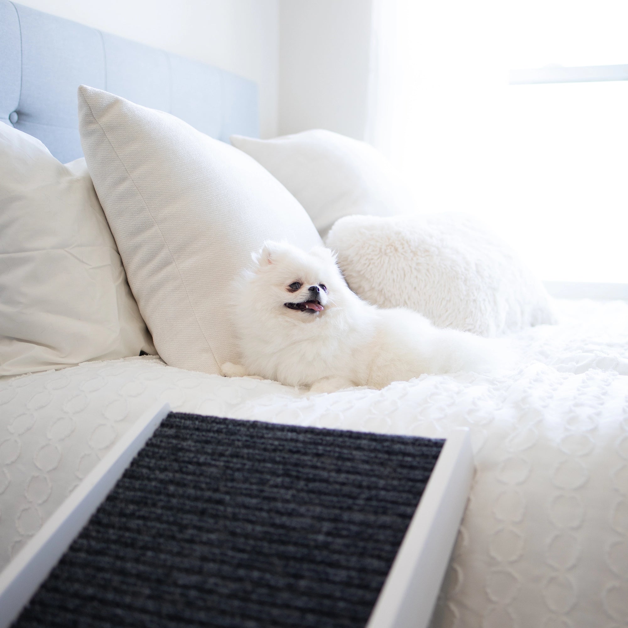 The Carlson Indoor Pet Ramp provides safe, adjustable access for pets up to 80 lbs with a foldable design, non-slip carpet, and easy portability.