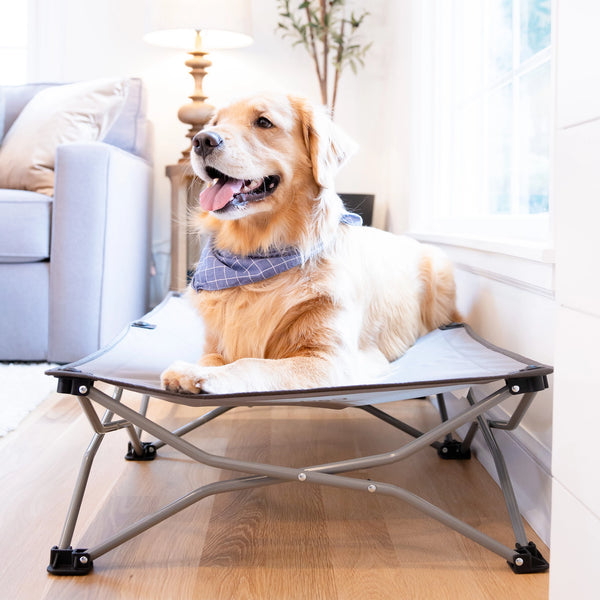 Carlson elevated folding pet bed hotsell