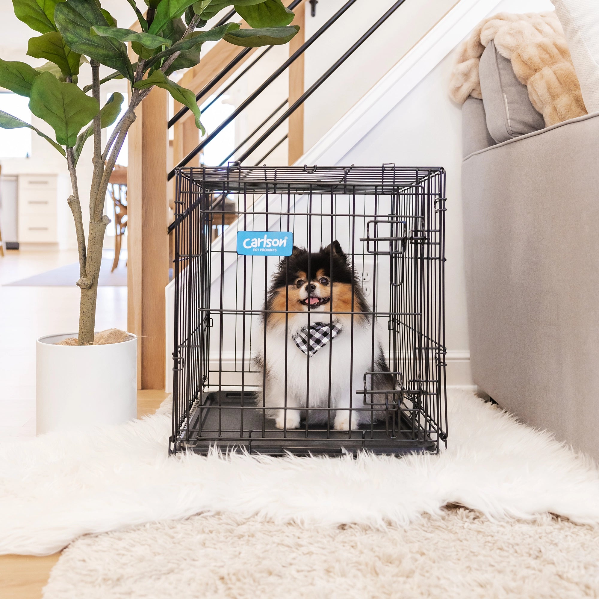The Carlson Small Single-Door Dog Crate is a durable black wire crate designed for small dogs up to 22” long and 16” tall. It features a front door with a multi-point locking system, folds flat for easy storage and travel, and has a removable bottom pan for easy cleaning. Perfect for travel or home use.
