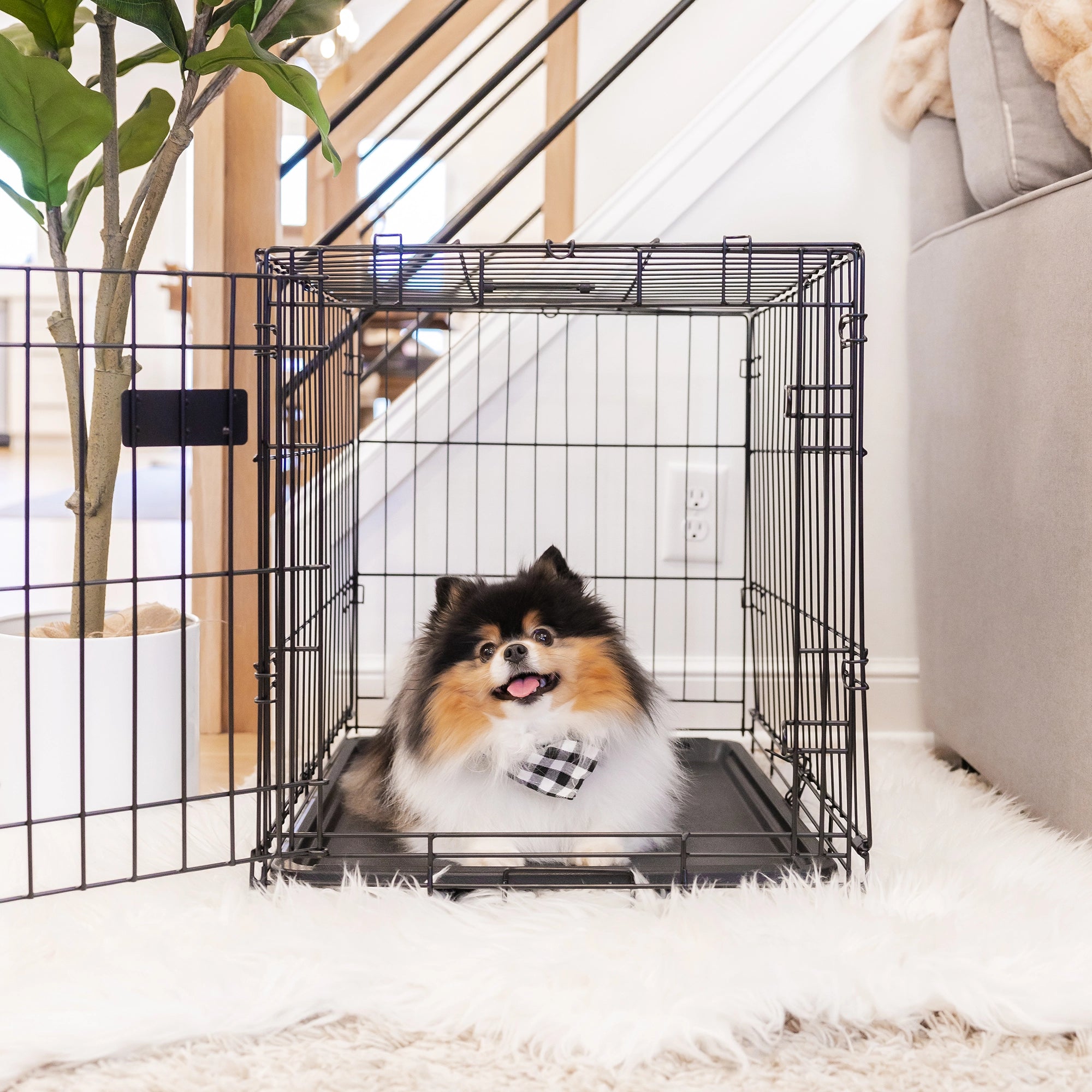 The Carlson Small Single-Door Dog Crate is a durable black wire crate designed for small dogs up to 22” long and 16” tall. It features a front door with a multi-point locking system, folds flat for easy storage and travel, and has a removable bottom pan for easy cleaning. Perfect for travel or home use.