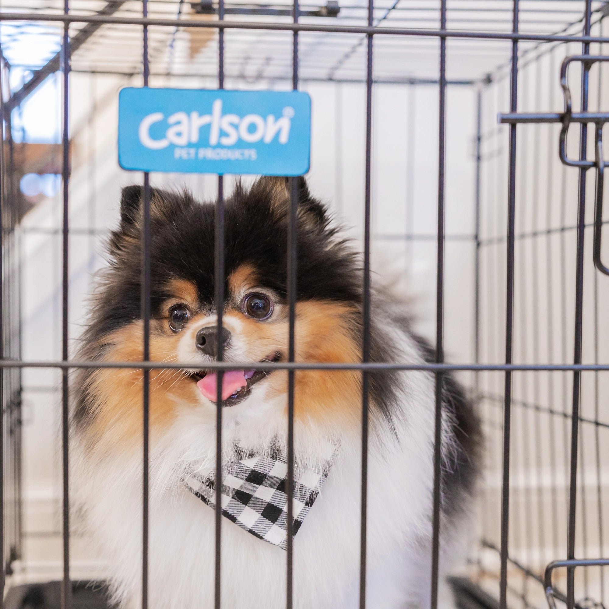 The Carlson Small Single-Door Dog Crate is a durable black wire crate designed for small dogs up to 22” long and 16” tall. It features a front door with a multi-point locking system, folds flat for easy storage and travel, and has a removable bottom pan for easy cleaning. Perfect for travel or home use.
