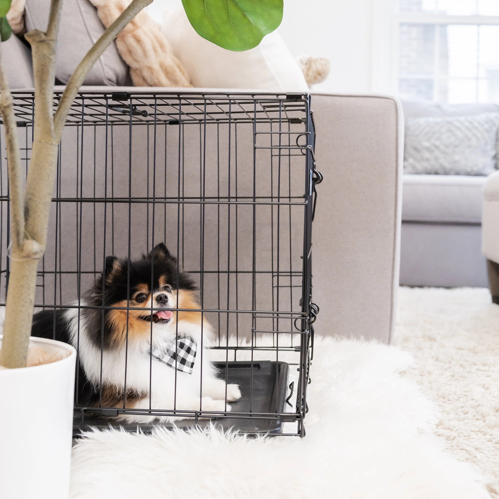 The Carlson Small Single-Door Dog Crate is a durable black wire crate designed for small dogs up to 22” long and 16” tall. It features a front door with a multi-point locking system, folds flat for easy storage and travel, and has a removable bottom pan for easy cleaning. Perfect for travel or home use.