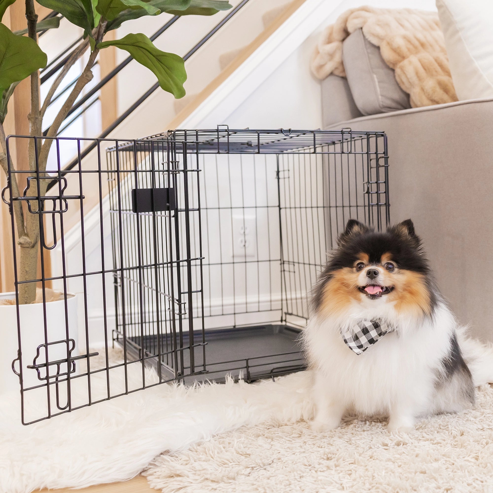 The Carlson Small Single-Door Dog Crate is a durable black wire crate designed for small dogs up to 22” long and 16” tall. It features a front door with a multi-point locking system, folds flat for easy storage and travel, and has a removable bottom pan for easy cleaning. Perfect for travel or home use.