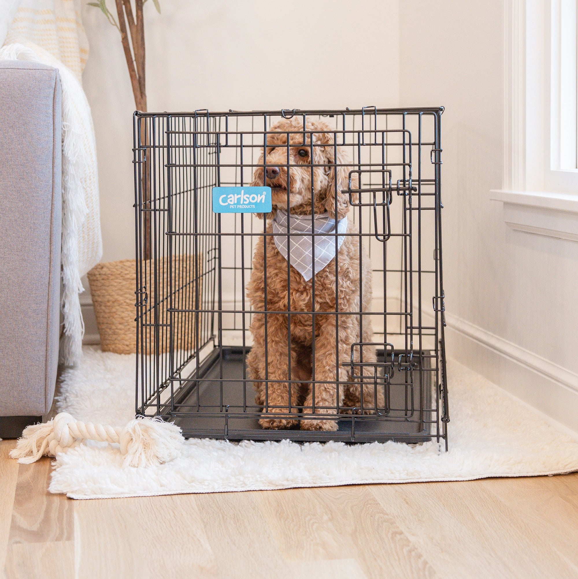 Carlson Medium Single-Door Dog Crate in black, made of durable steel wire. Measures 30” L x 19” W x 21.5” H, with a multi-point locking system for security. Folds flat for easy storage and portability. Removable bottom pan for easy cleaning. Ideal for small to medium dogs up to 24” long.