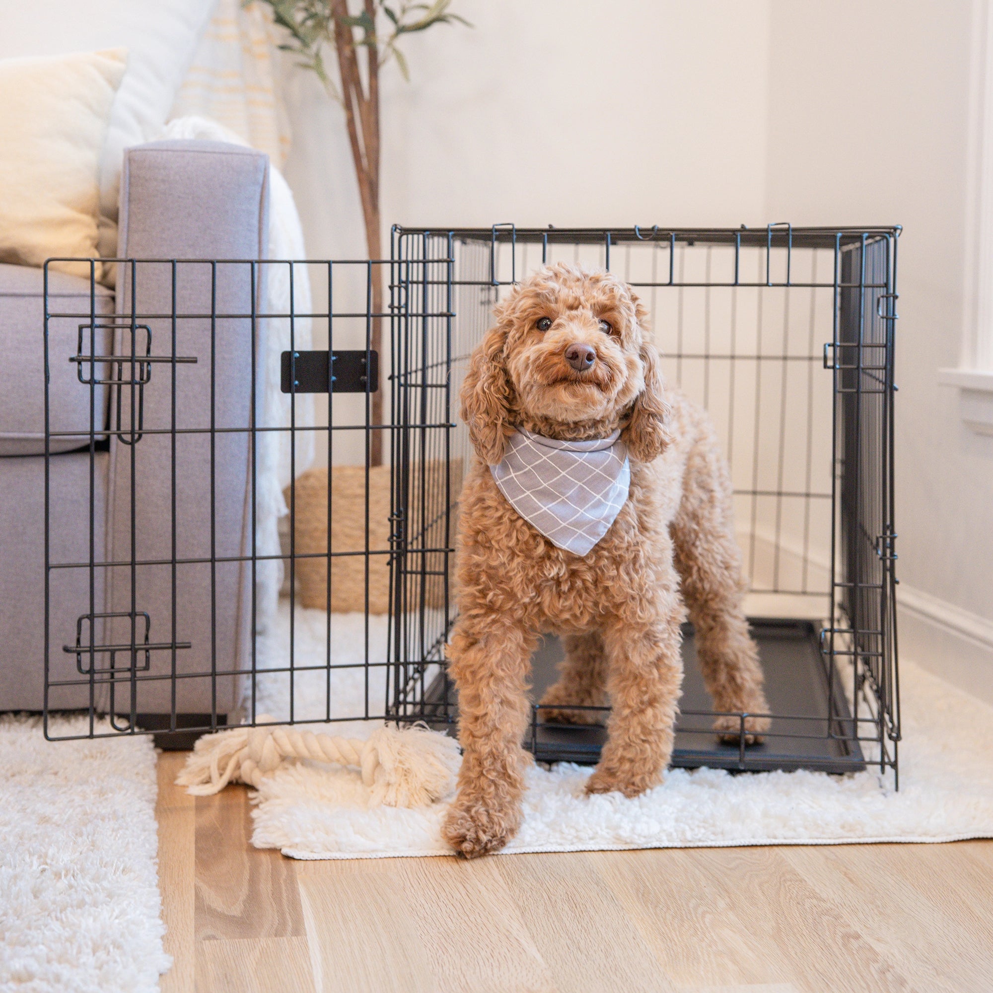 Carlson Medium Single-Door Dog Crate in black, made of durable steel wire. Measures 30” L x 19” W x 21.5” H, with a multi-point locking system for security. Folds flat for easy storage and portability. Removable bottom pan for easy cleaning. Ideal for small to medium dogs up to 24” long.