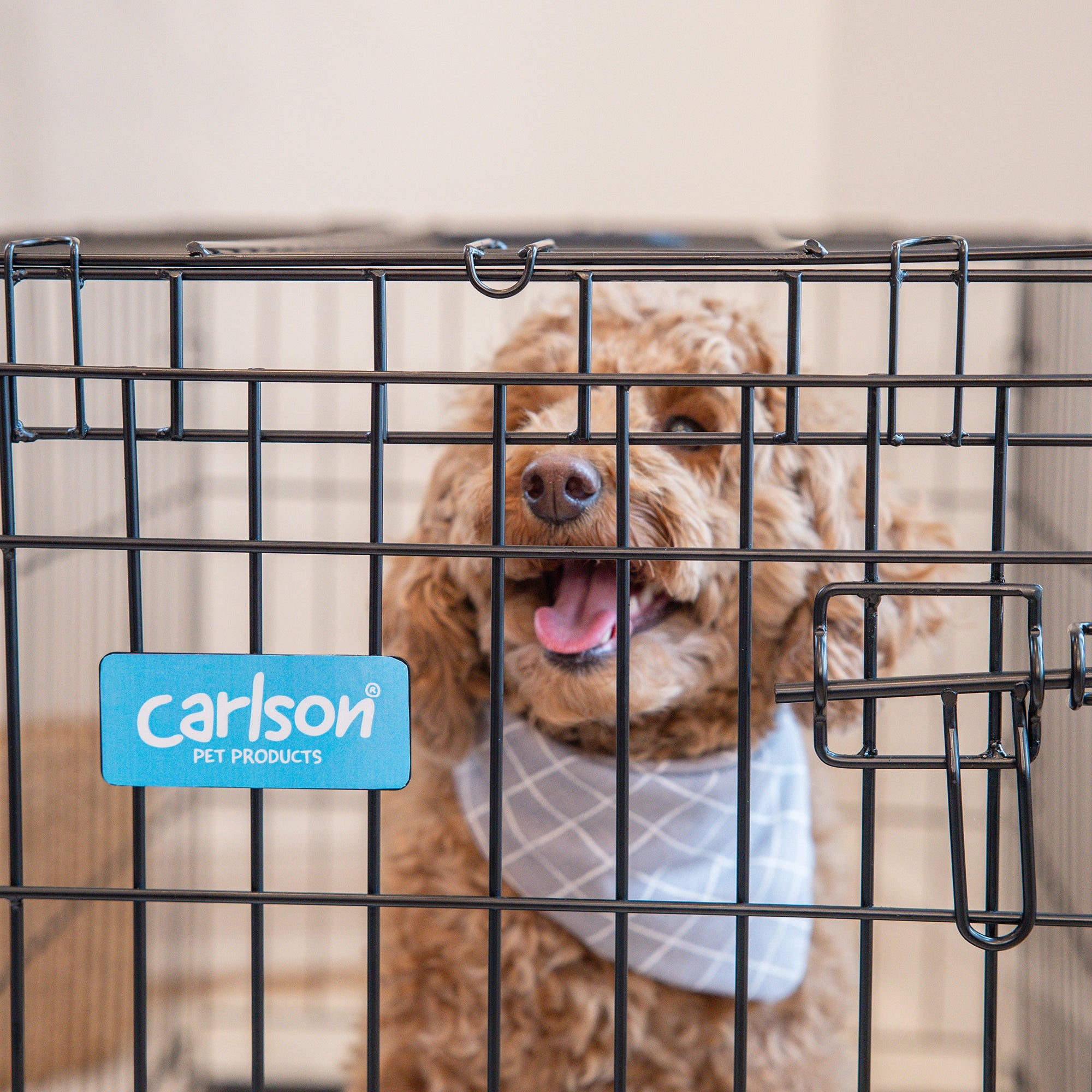 Carlson Medium Single-Door Dog Crate in black, made of durable steel wire. Measures 30” L x 19” W x 21.5” H, with a multi-point locking system for security. Folds flat for easy storage and portability. Removable bottom pan for easy cleaning. Ideal for small to medium dogs up to 24” long.