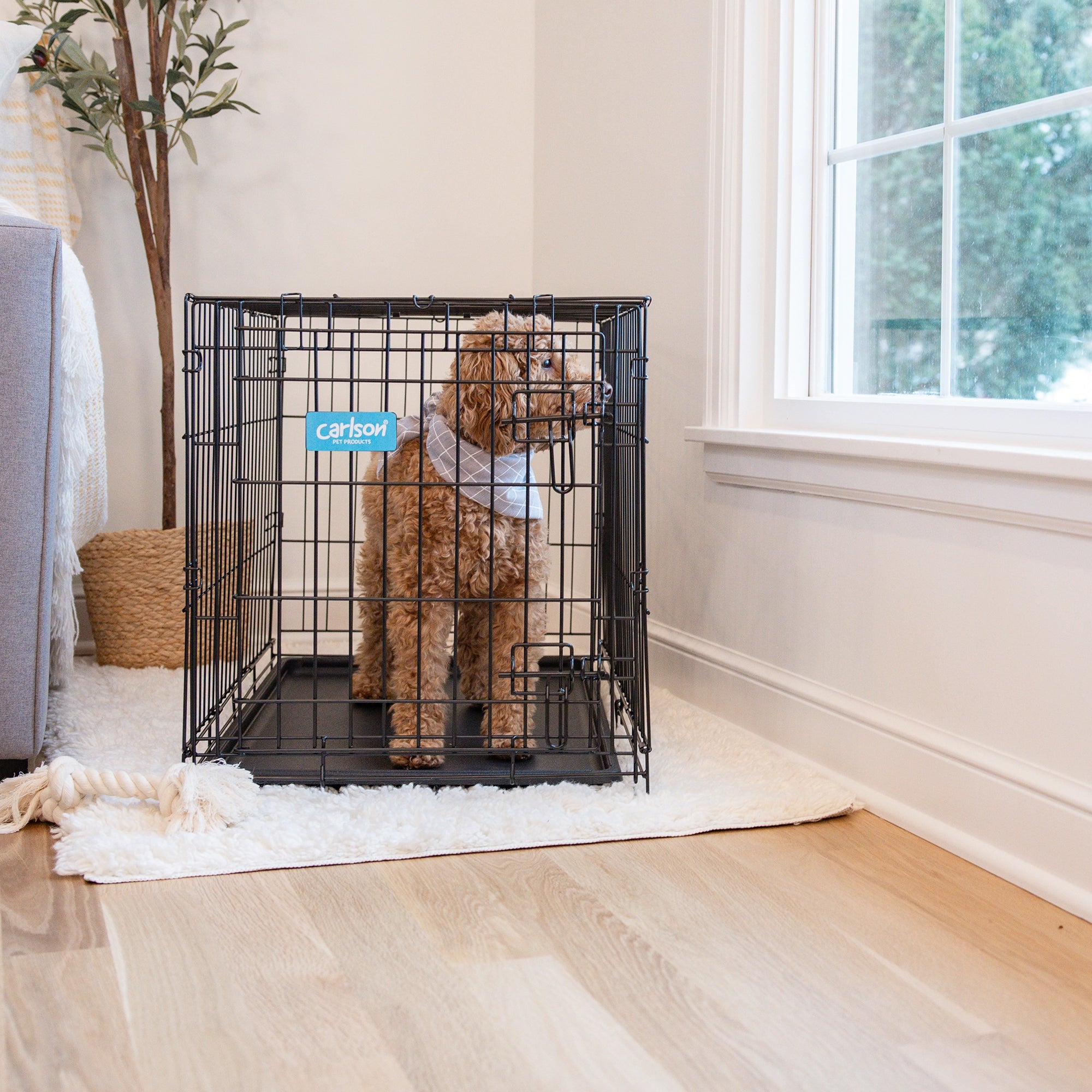 Carlson Medium Single-Door Dog Crate in black, made of durable steel wire. Measures 30” L x 19” W x 21.5” H, with a multi-point locking system for security. Folds flat for easy storage and portability. Removable bottom pan for easy cleaning. Ideal for small to medium dogs up to 24” long.