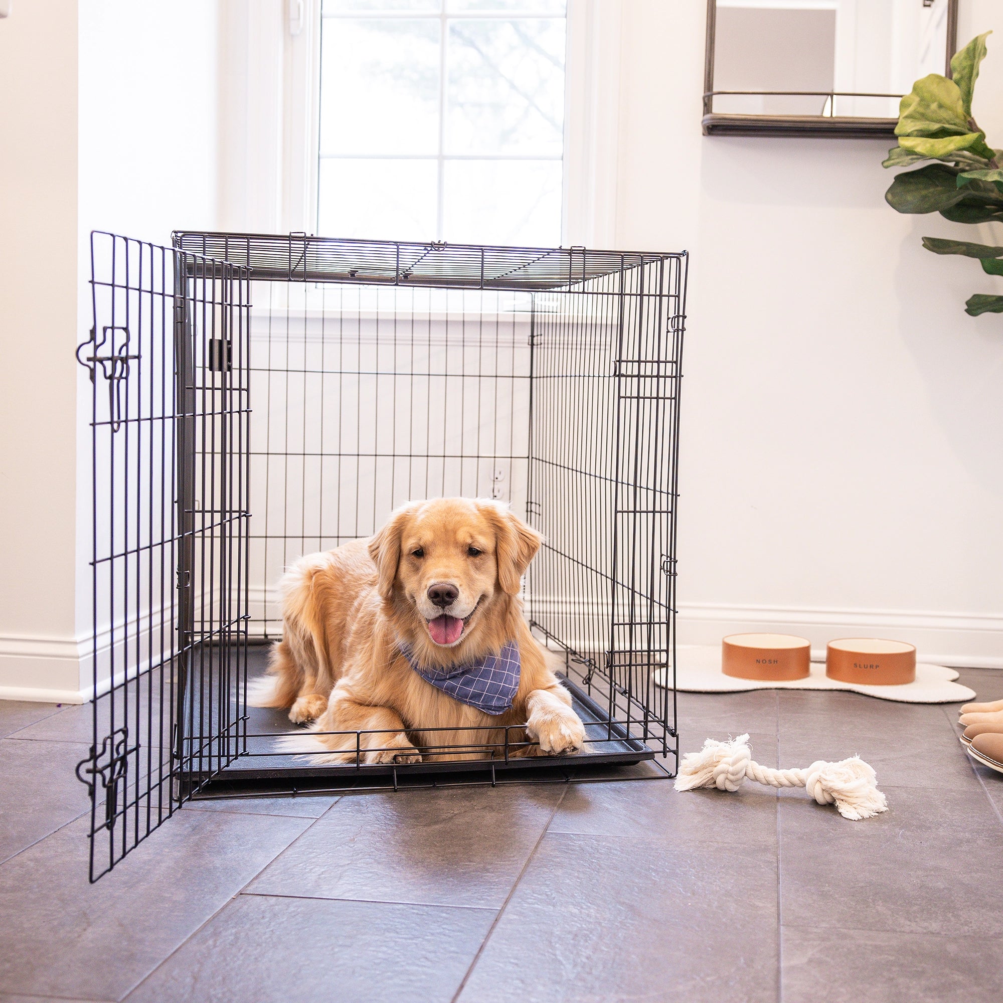 The Carlson Large Single-Door Dog Crate is a black, all-steel wire kennel with a multi-point locking system. It measures 42” L x 28” W x 30.5” H, providing a secure space for dogs up to 32” long and 25” tall. It folds flat for easy storage and has a removable, washable bottom pan for easy cleaning.
