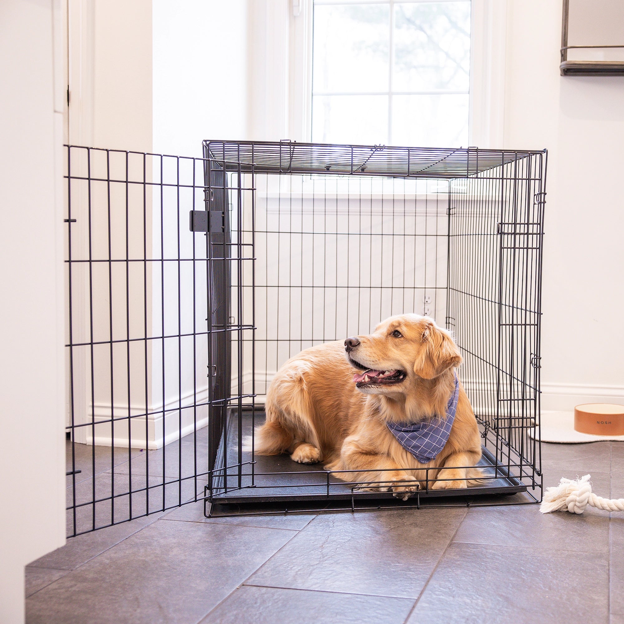 The Carlson Large Single-Door Dog Crate is a black, all-steel wire kennel with a multi-point locking system. It measures 42” L x 28” W x 30.5” H, providing a secure space for dogs up to 32” long and 25” tall. It folds flat for easy storage and has a removable, washable bottom pan for easy cleaning.