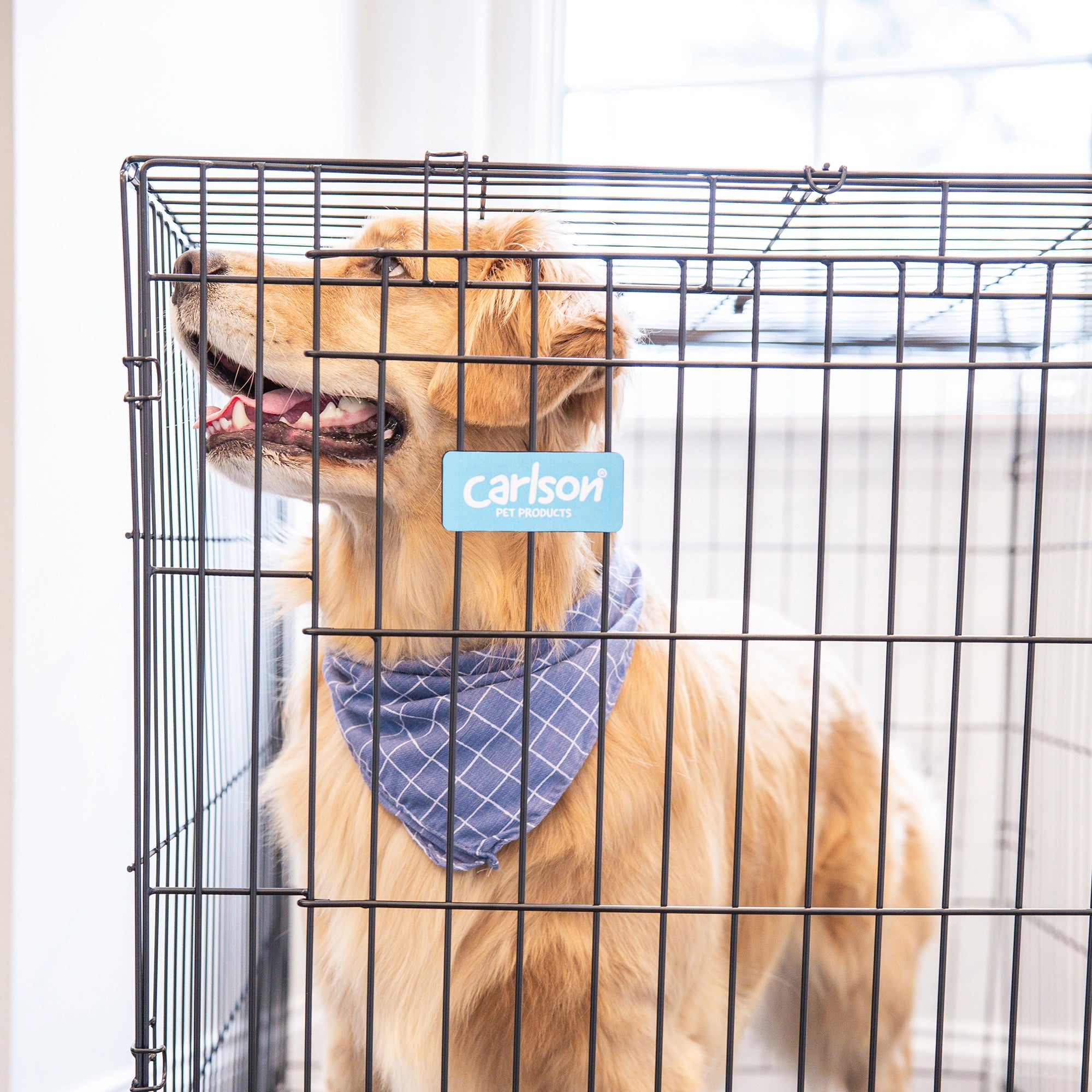 The Carlson Large Single-Door Dog Crate is a black, all-steel wire kennel with a multi-point locking system. It measures 42” L x 28” W x 30.5” H, providing a secure space for dogs up to 32” long and 25” tall. It folds flat for easy storage and has a removable, washable bottom pan for easy cleaning.
