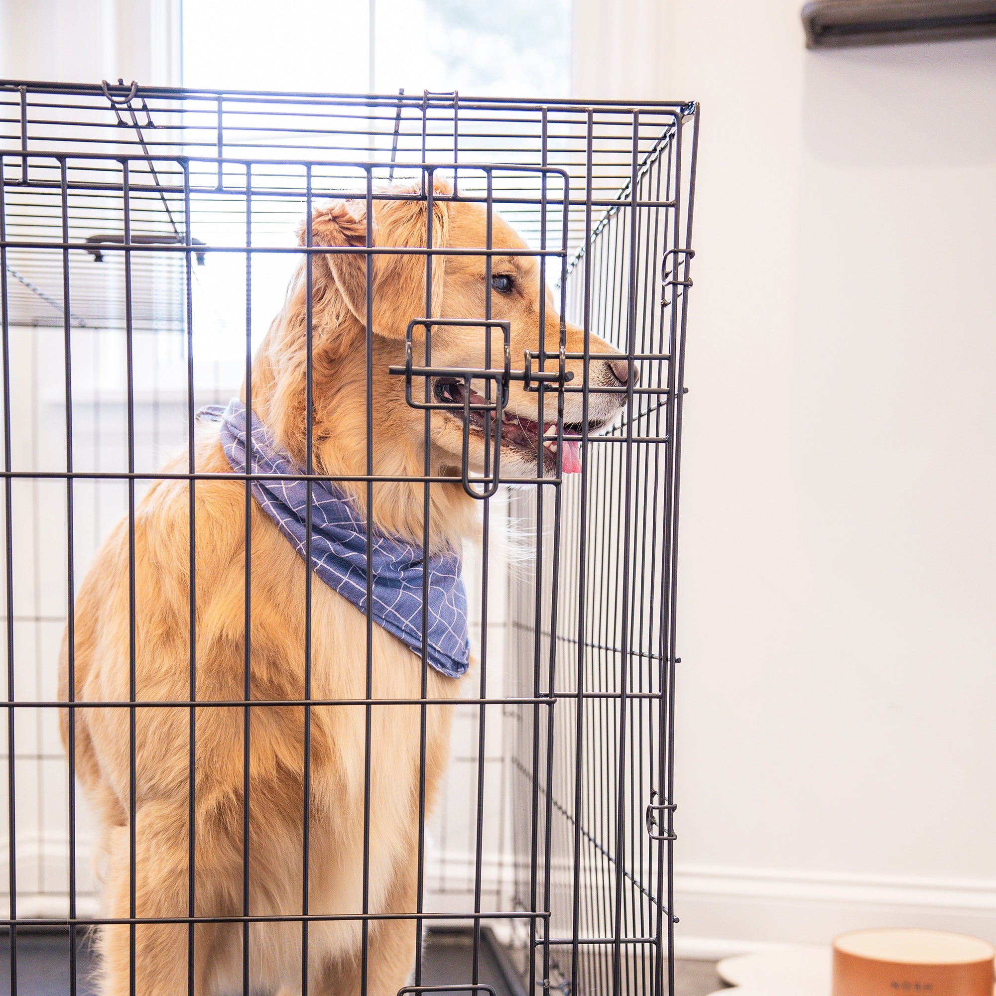 The Carlson Large Single-Door Dog Crate is a black, all-steel wire kennel with a multi-point locking system. It measures 42” L x 28” W x 30.5” H, providing a secure space for dogs up to 32” long and 25” tall. It folds flat for easy storage and has a removable, washable bottom pan for easy cleaning.