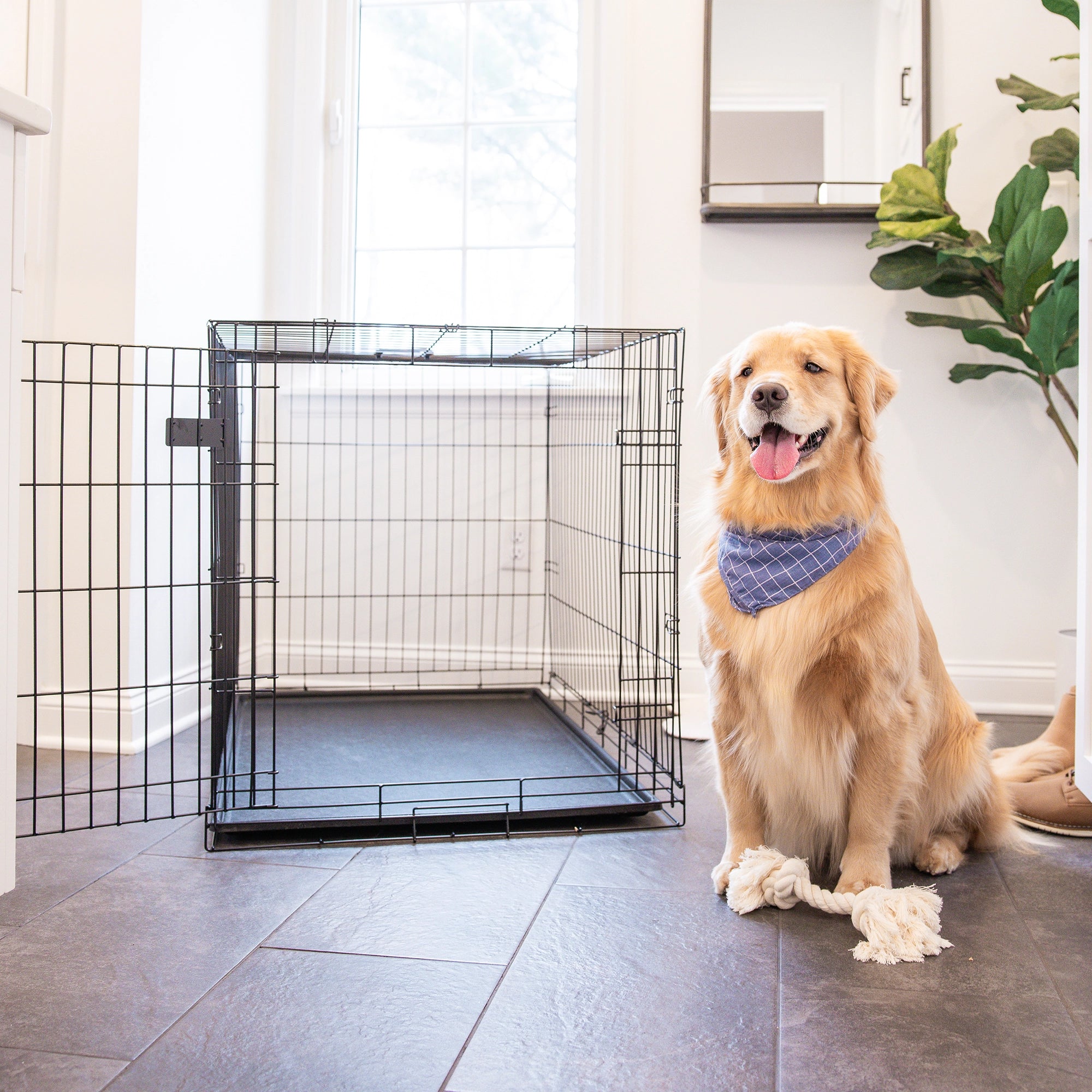 The Carlson Large Single-Door Dog Crate is a black, all-steel wire kennel with a multi-point locking system. It measures 42” L x 28” W x 30.5” H, providing a secure space for dogs up to 32” long and 25” tall. It folds flat for easy storage and has a removable, washable bottom pan for easy cleaning.