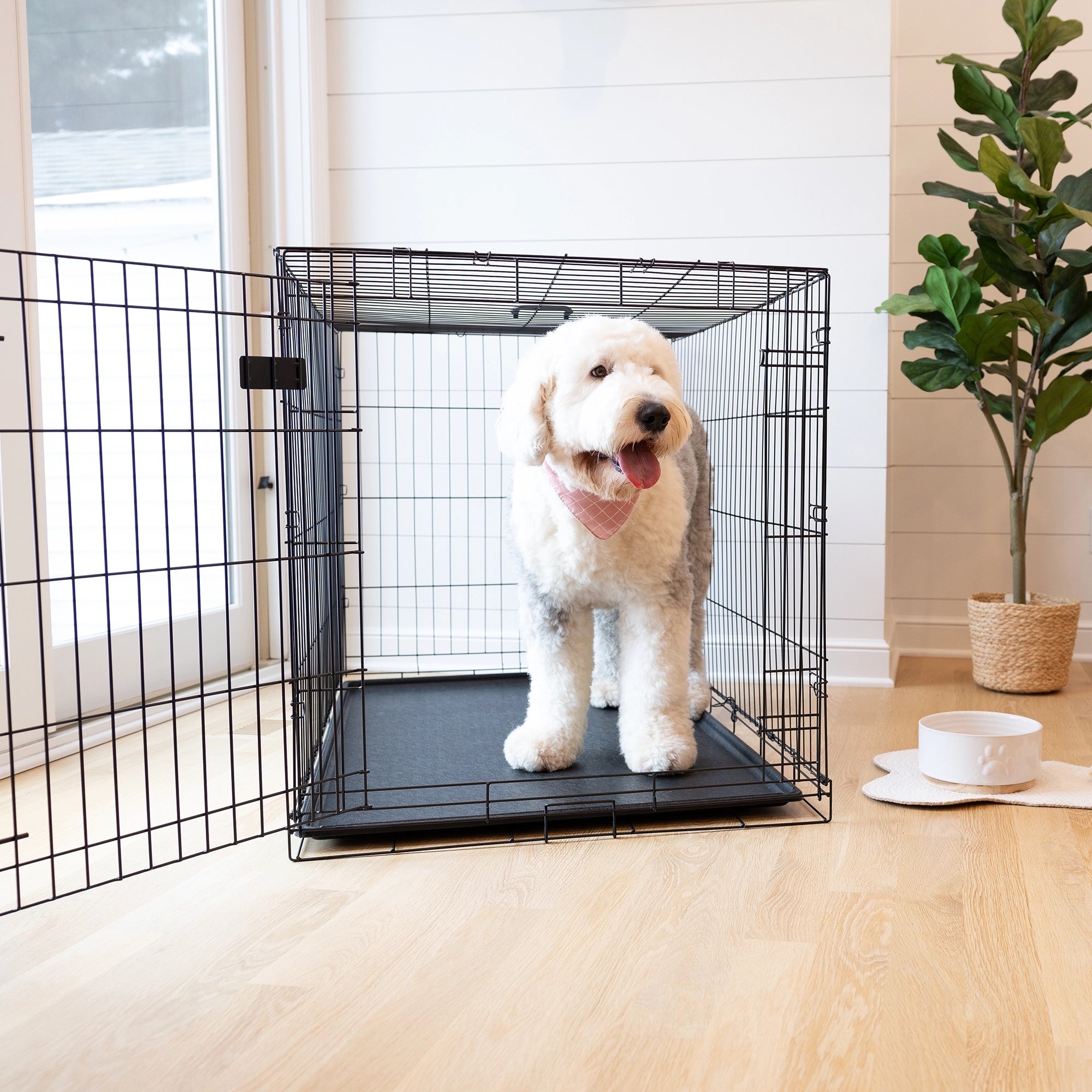 The Carlson Extra-Large Single-Door Dog Crate is a black, steel wire kennel measuring 48” L x 30” W x 32.5” H. It features one front door with a multi-point locking system, folds flat for easy storage and travel, and includes a removable, washable bottom pan for easy cleaning. Ideal for large to extra-large dogs.