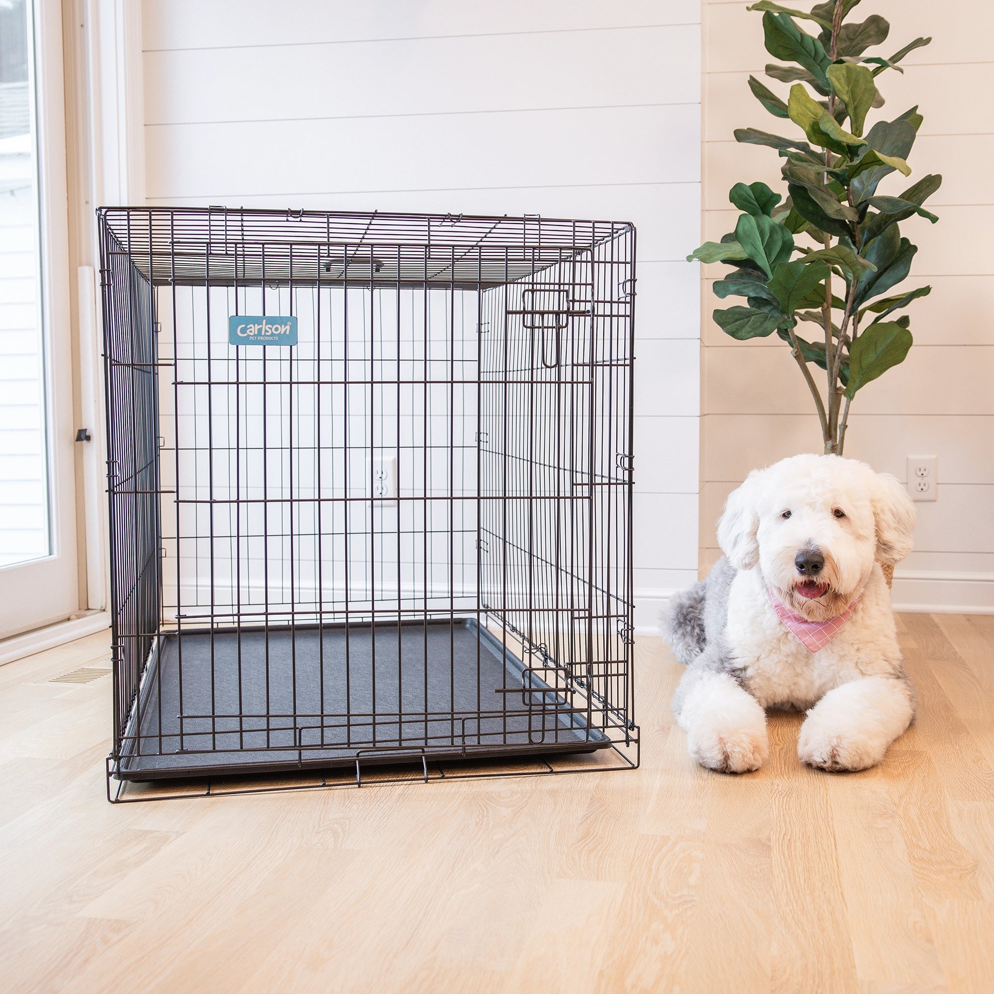 The Carlson Extra-Large Single-Door Dog Crate is a black, steel wire kennel measuring 48” L x 30” W x 32.5” H. It features one front door with a multi-point locking system, folds flat for easy storage and travel, and includes a removable, washable bottom pan for easy cleaning. Ideal for large to extra-large dogs.