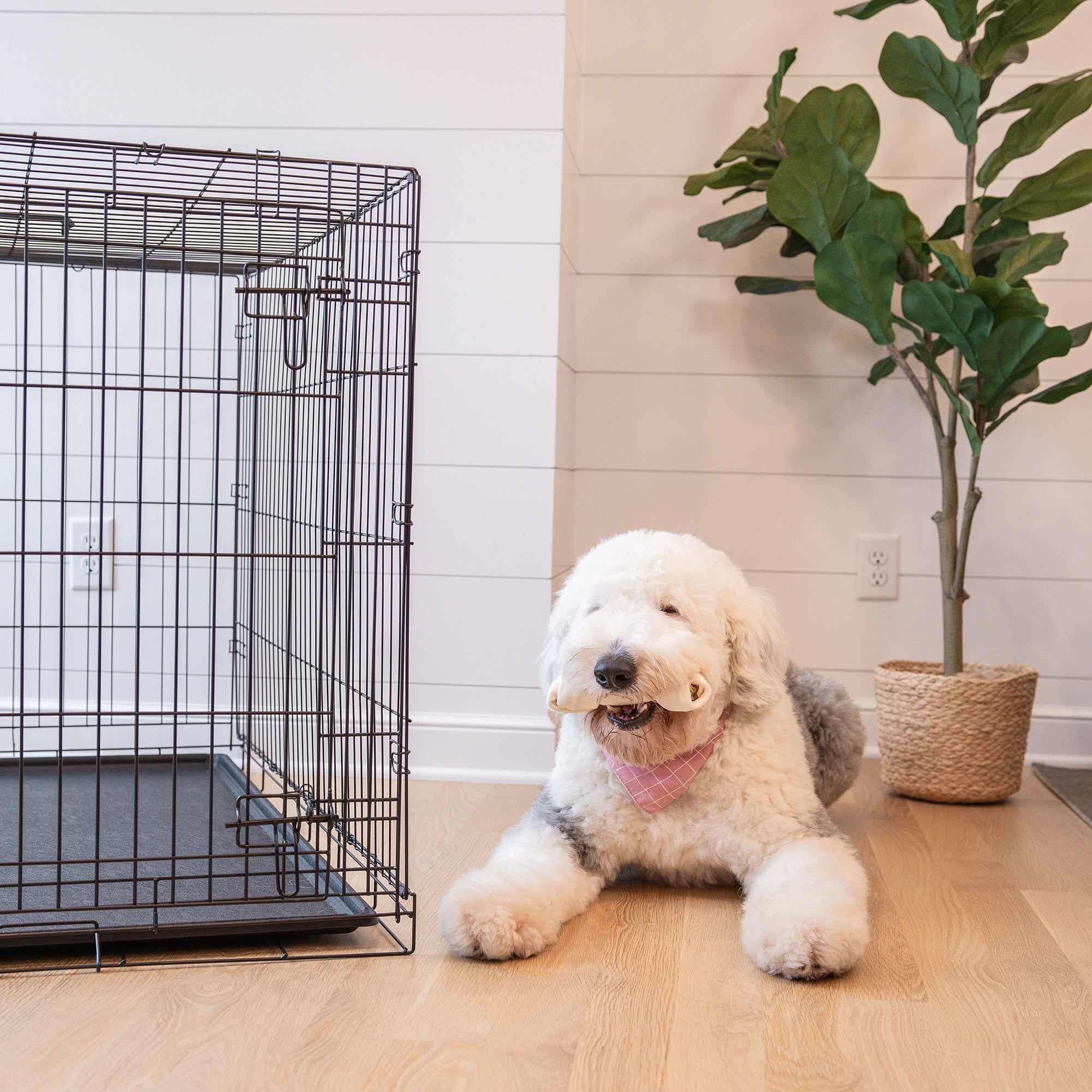 The Carlson Extra-Large Single-Door Dog Crate is a black, steel wire kennel measuring 48” L x 30” W x 32.5” H. It features one front door with a multi-point locking system, folds flat for easy storage and travel, and includes a removable, washable bottom pan for easy cleaning. Ideal for large to extra-large dogs.
