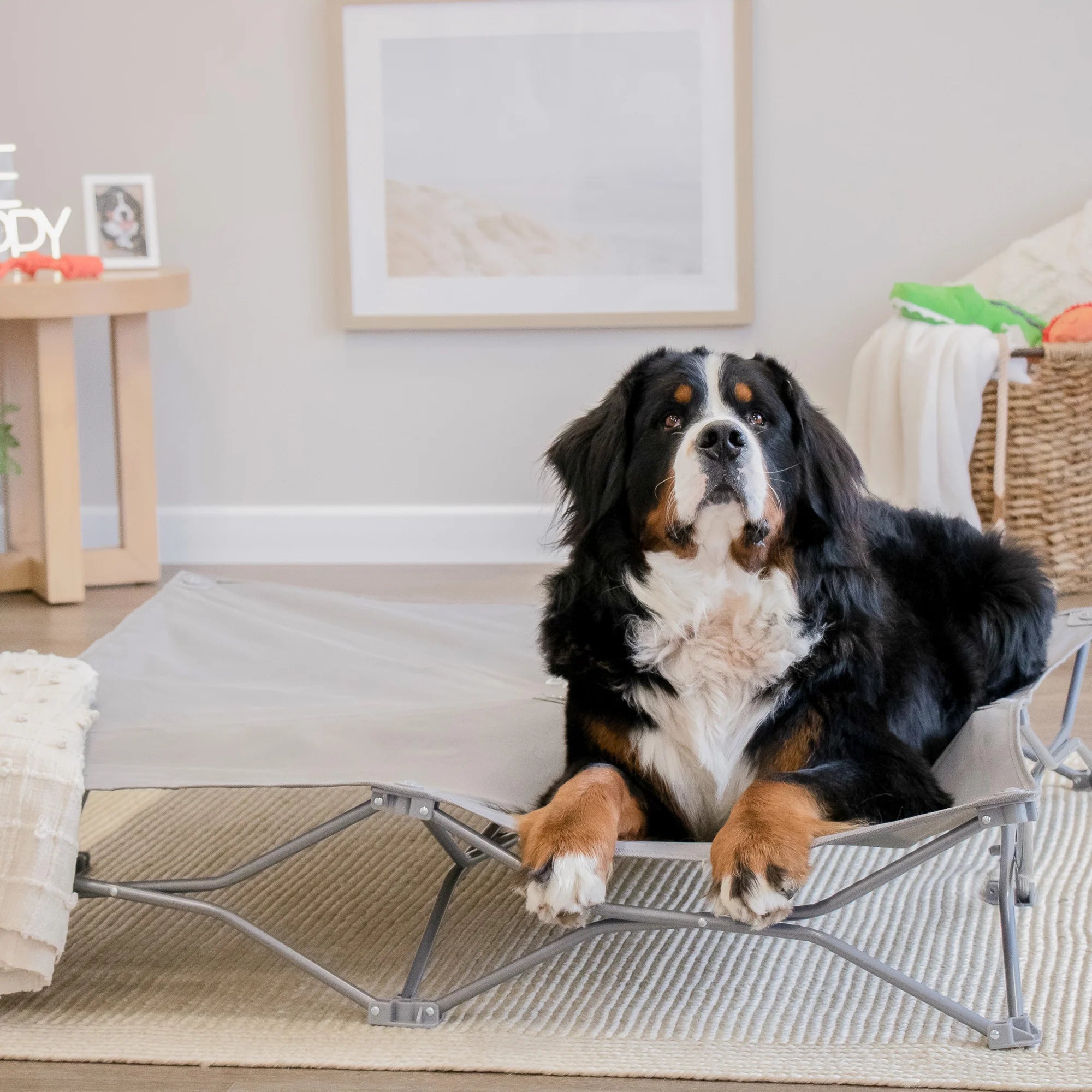 An extra-large, portable gray pet bed with an elevated cot-style design, ideal for pets up to 75 pounds. It features a sturdy steel frame, breathable mesh for ventilation, waterproof nylon, and a foldable, lightweight structure for easy storage and transport. Perfect for indoor and outdoor use.