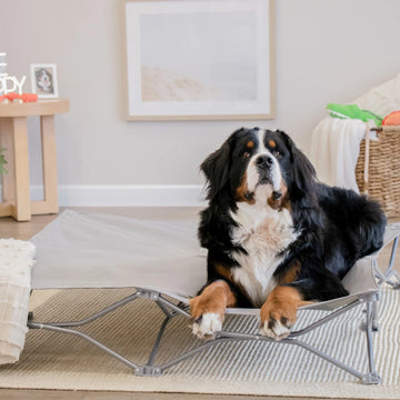 An extra-large, portable gray pet bed with an elevated cot-style design, ideal for pets up to 75 pounds. It features a sturdy steel frame, breathable mesh for ventilation, waterproof nylon, and a foldable, lightweight structure for easy storage and transport. Perfect for indoor and outdoor use.