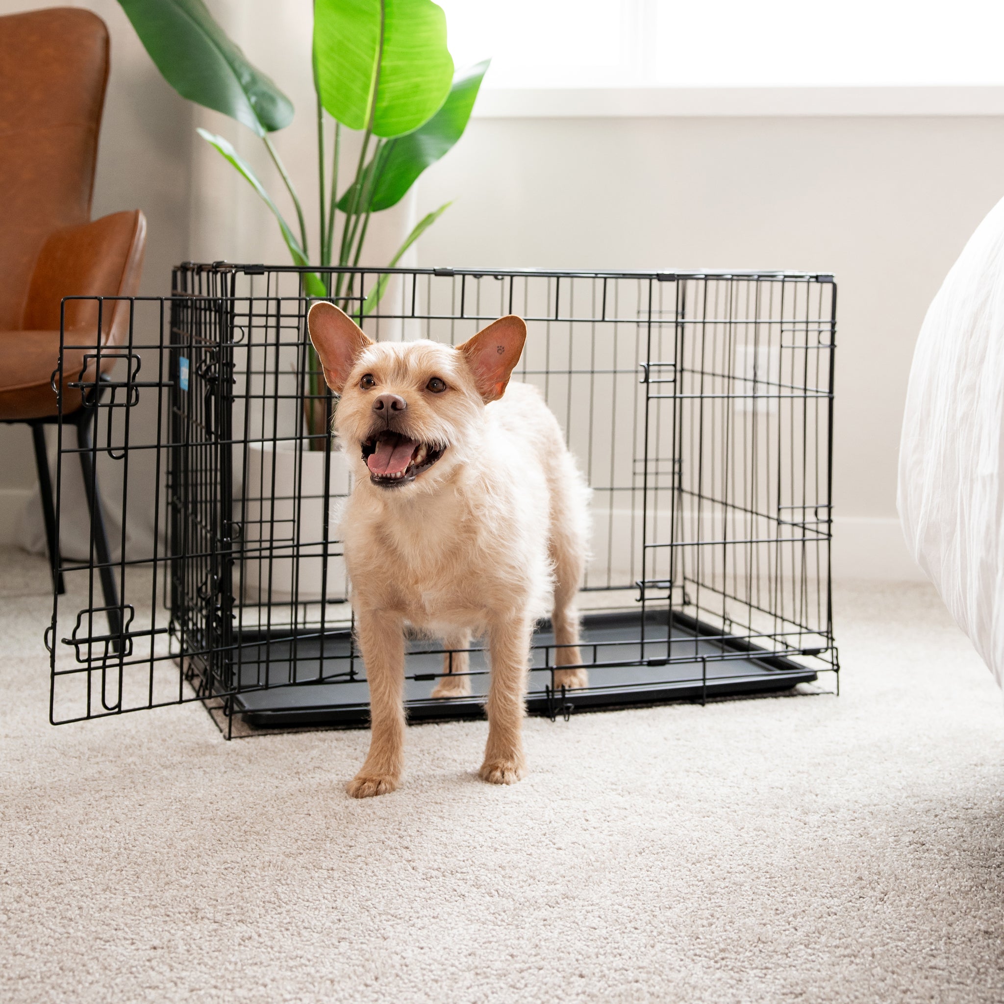 The Carlson Medium Double-Door Dog Crate features a sturdy steel wire construction, offering a safe and comfortable space for small to medium-sized dogs up to 24” long. It includes two access doors, a removable pan for easy cleaning, and folds flat for convenient storage and transport. Ideal for training and containment.