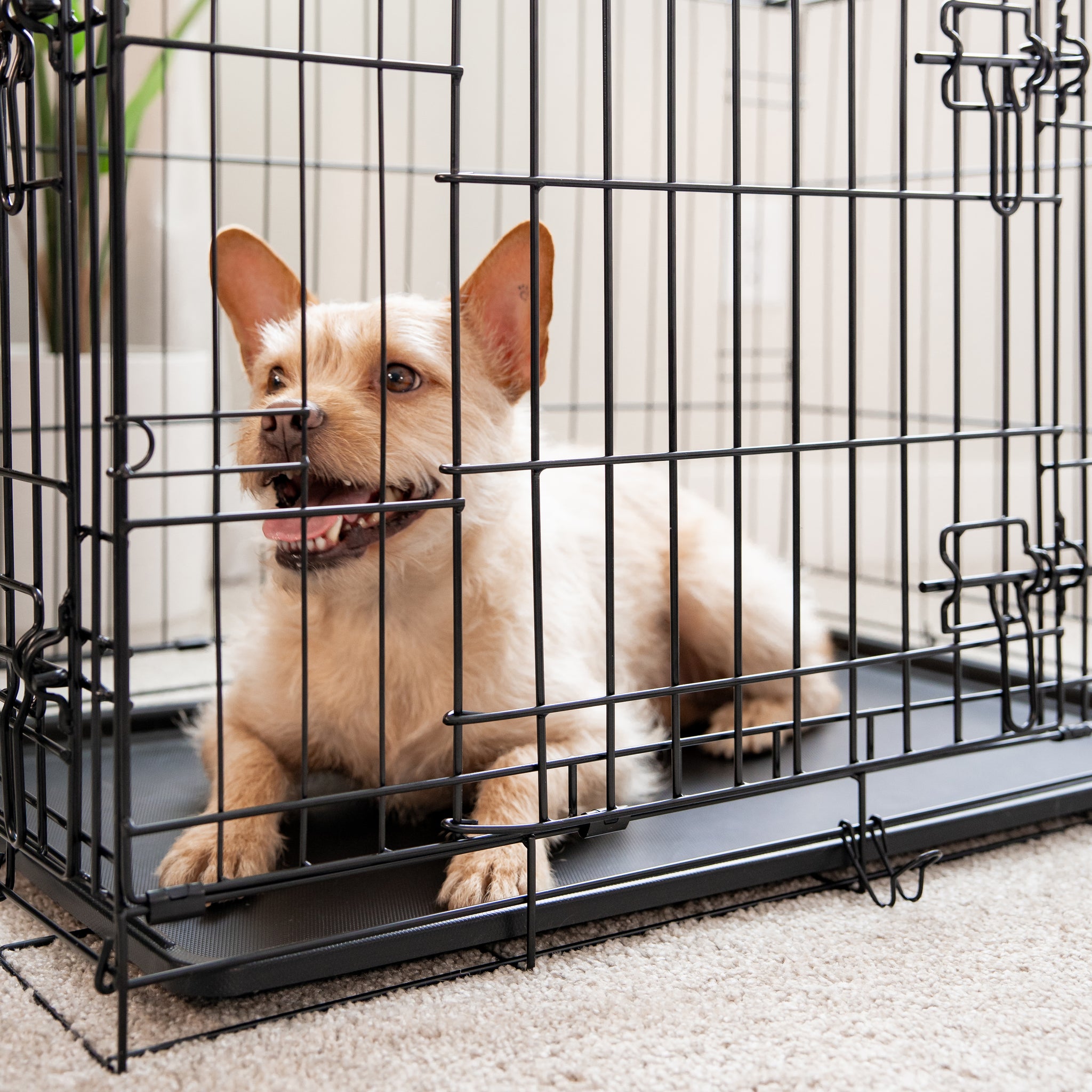 The Carlson Medium Double-Door Dog Crate features a sturdy steel wire construction, offering a safe and comfortable space for small to medium-sized dogs up to 24” long. It includes two access doors, a removable pan for easy cleaning, and folds flat for convenient storage and transport. Ideal for training and containment.