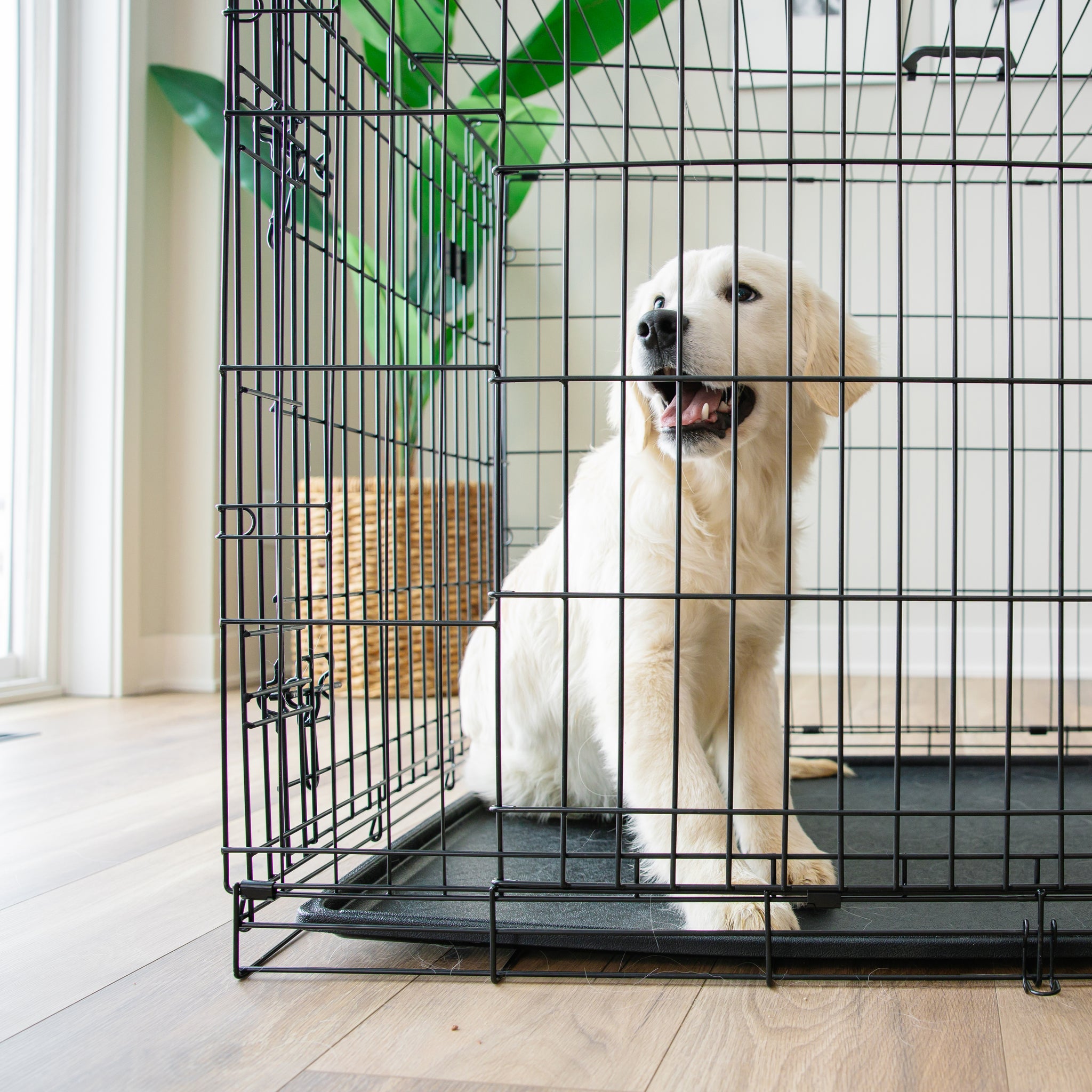 The Carlson Large Double-Door Dog Crate is a durable and portable steel wire crate designed for medium to large dogs. It features two access doors, a multi-point locking system, a removable bottom pan for easy cleaning, and a divider to adjust the space as your puppy grows. Ideal for travel and home use.