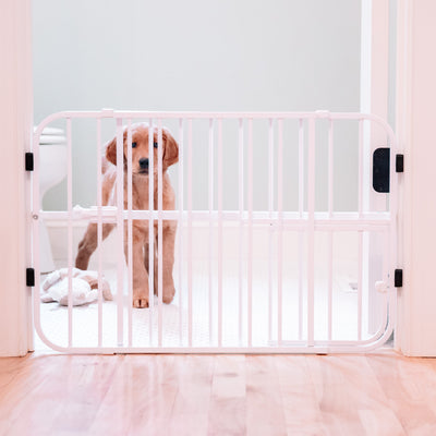 Puppy Behaviors to Look Out For