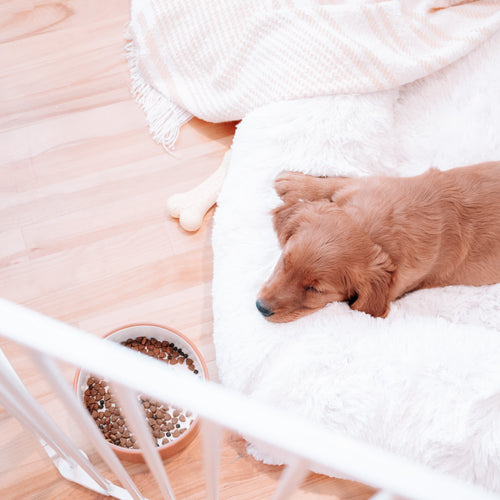 picture of a golden retriever laying on a fluffy dog bed in a gate