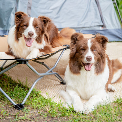 RV and Camping List for Traveling with Your Dog