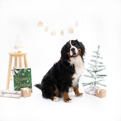 5+ Activities to Do With Your Dog This Christmas