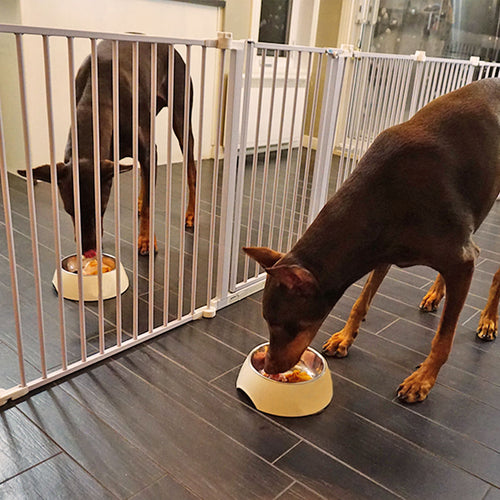 5 Tips to Stop Food Aggression in Dogs