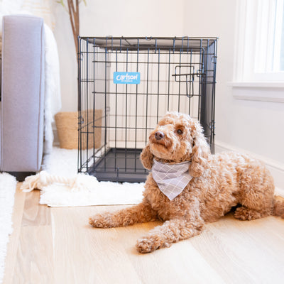 Feeding a Dog in Their Crate – Yes or No?