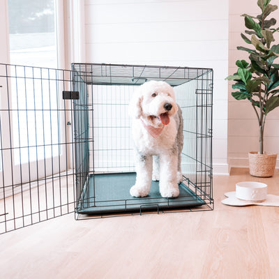Tips To Get Started Crate Training a Dog