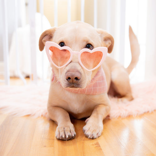 5 Ways to Celebrate Valentine’s Day With Your Dog