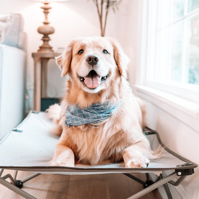 5 Ways to Use an Elevated Dog Bed