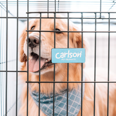 How to Choose the Type and Size of Dog Crate