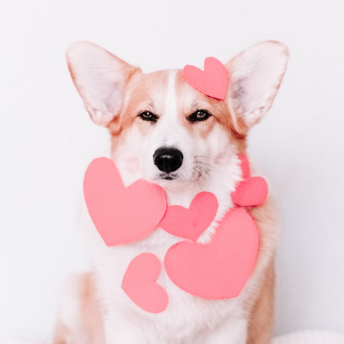 Dog with hearts on it.