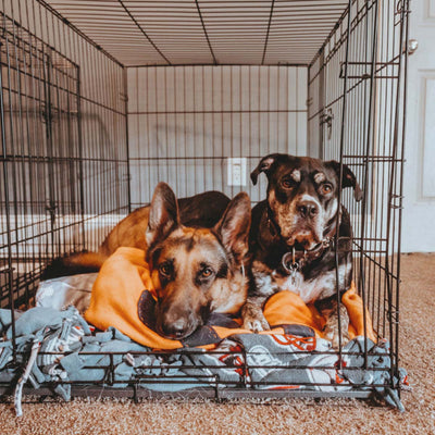 Feeding a Dog in Their Crate – Yes or No?