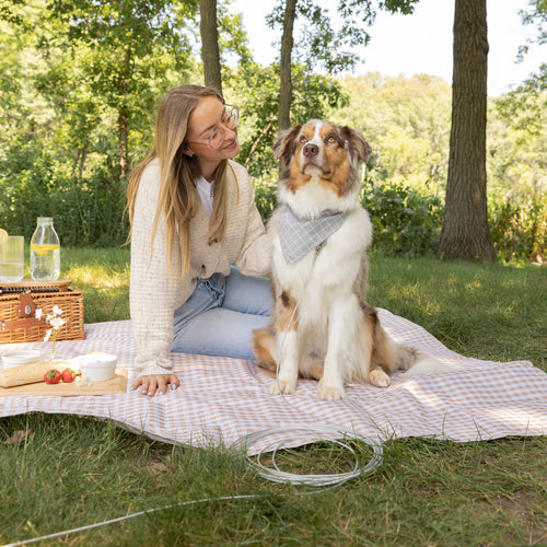 Dog Tie-Out Safety Tips