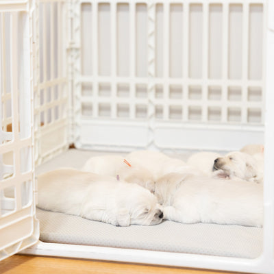 Whelping Pens 101: Why They’re a Game Changer for Dog Owners