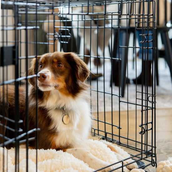 Why Crating Will Save Your Dog This Holiday Season