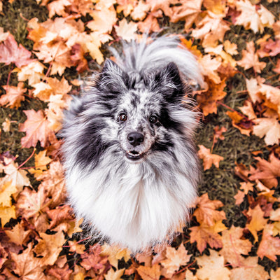 10+ Fall Activities to Do With Your Animals