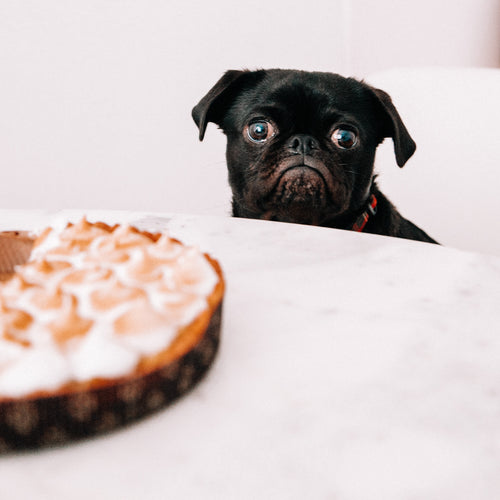 Dog looking at camera while next to a pie.