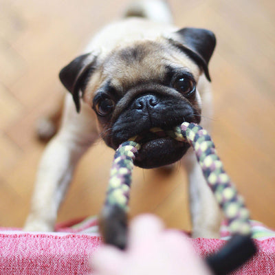 4 Mentally Stimulating Games To Play With Your Dog