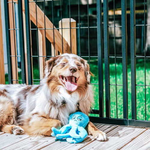 Tips for Creating a Dog-Friendly Patio