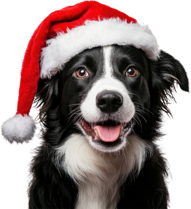 5+ Activities to Do With Your Dog This Christmas