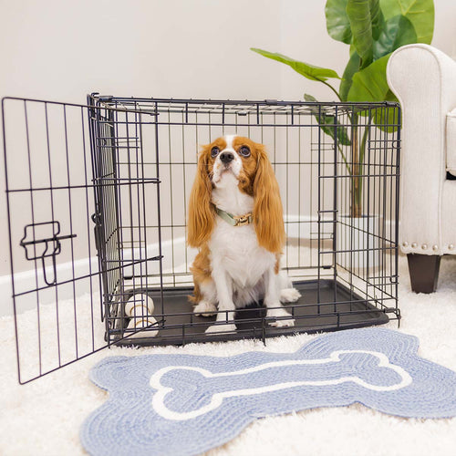 Top Questions to Ask When Booking a Pet-Friendly Hotel