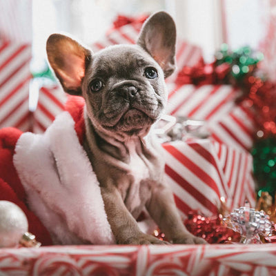 Dangerous Holiday Items for Pets