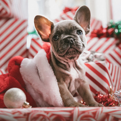 3 Homemade Dog Treat Recipes for Christmas
