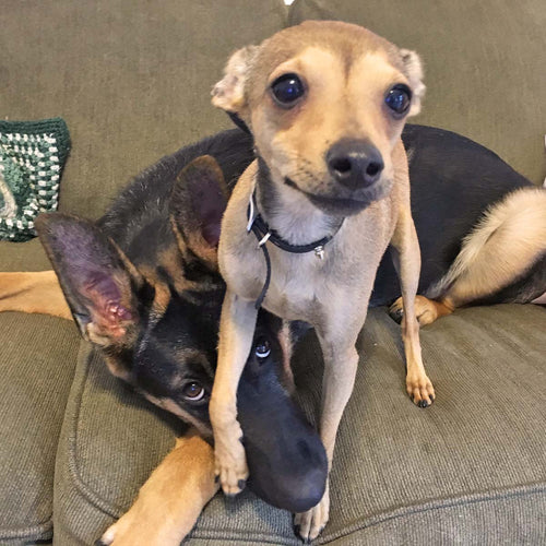 Rescue story: Kai and Evee Bring the Love