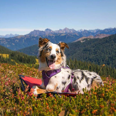 Bucket List: Best Dog-Friendly Trails in the U.S.